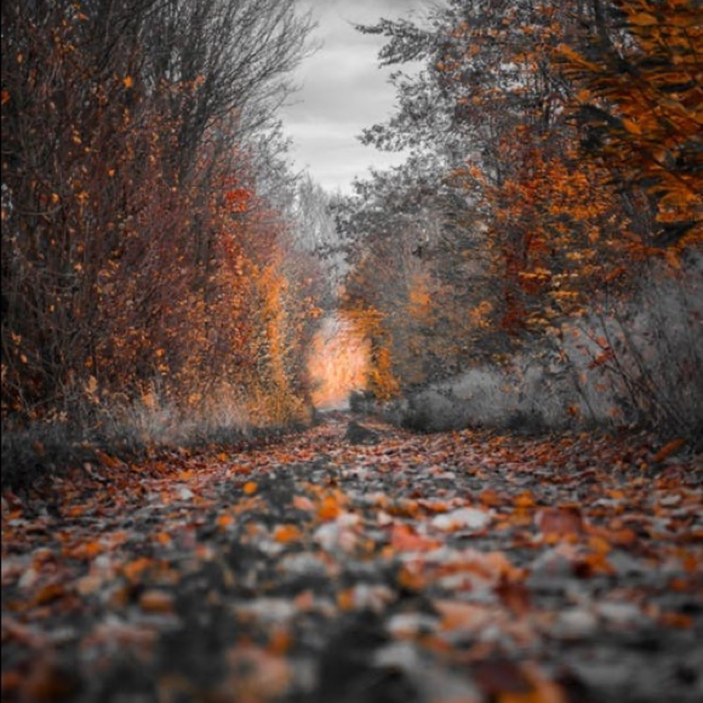 Meet your Posher, Nessi